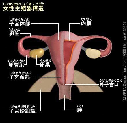 陰核|女性生殖器の構造